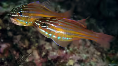 Ostorhinchus holotaenia im Aquarium halten