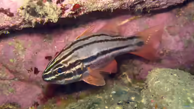 Ostorhinchus limenus im Aquarium halten