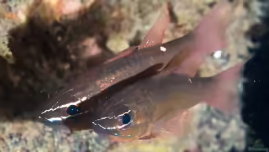 Ostorhinchus moluccensis im Aquarium halten