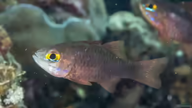 Ostorhinchus monospilus im Aquarium halten