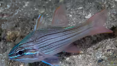 Ostorhinchus multilineatus im Aquarium halten