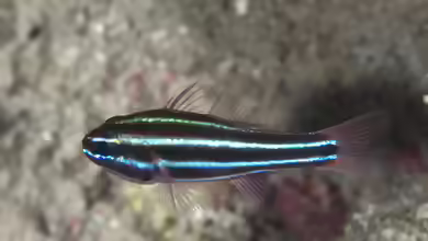 Ostorhinchus nigrofasciatus im Aquarium halten