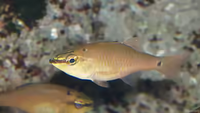 Ostorhinchus notatus im Aquarium halten