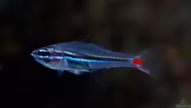 Ostorhinchus parvulus im Aquarium halten