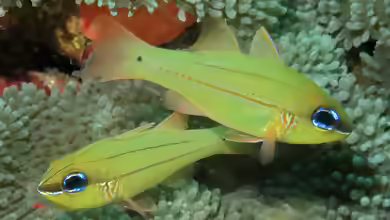 Ostorhinchus sealei im Aquarium halten