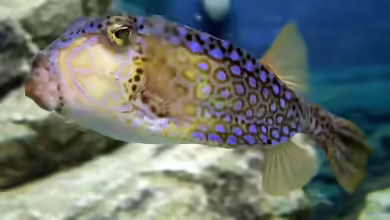 Ostracion immaculatus im Aquarium halten