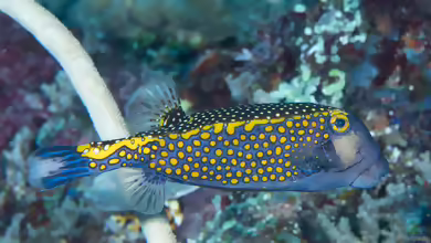Ostracion meleagris im Aquarium halten
