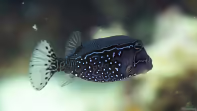 Ostracion solorensis im Aquarium halten