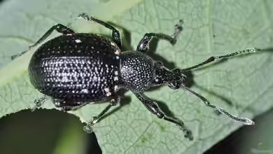 Otiorhynchus im Garten halten