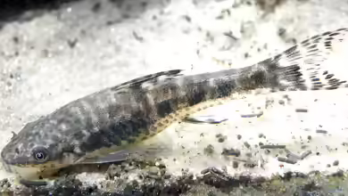 Otocinclus arnoldi im Aquarium halten