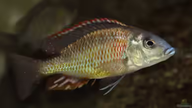 Otopharynx: Farbenprächtige Malawi-Cichliden für erfahrene Aquarianer