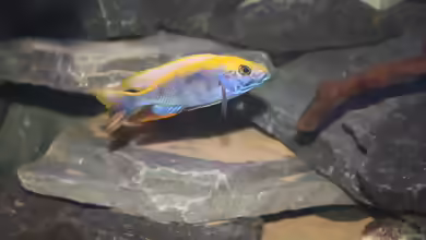 Otopharynx lithobates: Haltung, Pflege und Zucht im Aquarium
