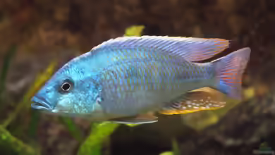 Otopharynx tetrastigma im Aquarium halten