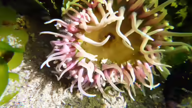 Oulactis magna im Aquarium halten