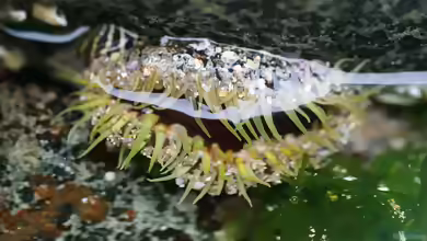 Oulactis muscosa im Aquarium halten