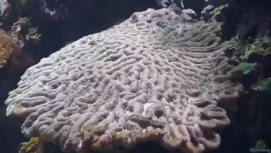 Oulophyllia crispa im Aquarium halten