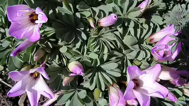 Oxalis adenophylla im Garten pflanzen
