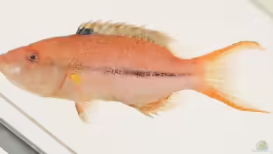 Oxycheilinus arenatus im Aquarium halten
