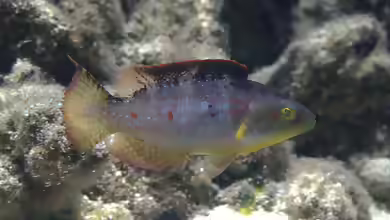 Oxycheilinus bimaculatus im Aquarium halten