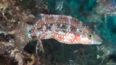 Oxycheilinus celebicus im Aquarium halten