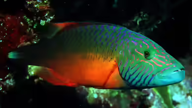 Oxycheilinus digramma im Aquarium halten