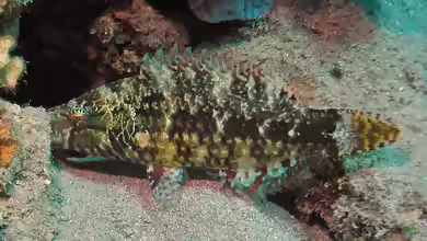 Oxycheilinus mentalis im Aquarium halten