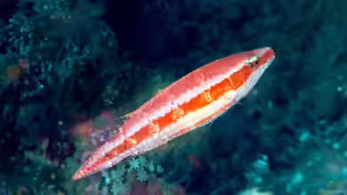 Oxycheilinus orientalis im Aquarium halten