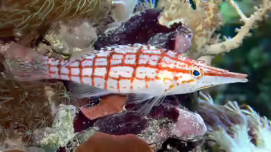 Oxycirrhites typus im Aquarium halten