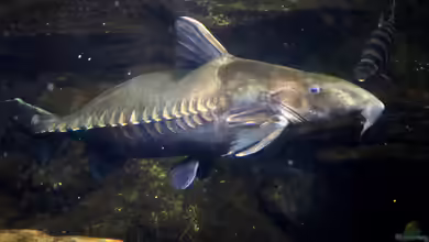 Oxydoras niger im Aquarium halten