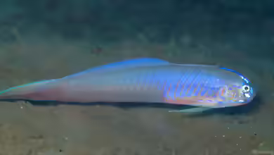 Oxymetopon cyanoctenosum im Aquarium halten