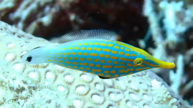 Oxymonacanthus longirostris im Aquarium halten