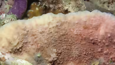 Oxypora glabra im Aquarium halten