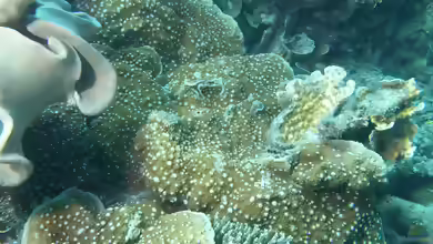 Oxypora lacera im Aquarium halten
