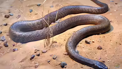 Oxyuranus microlepidotus: Inlandtaipan im Terrarium halten