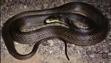 Oxyuranus scutellatus: Küstentaipan im Terrarium halten