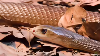 Oxyuranus temporalis: Zentralaustralischer Taipan im Terrarium halten