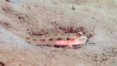 Oxyurichthys notonema im Aquarium halten