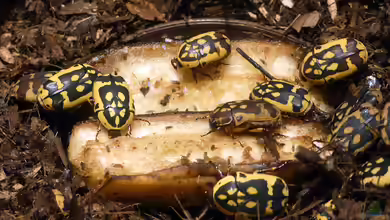 Pachnoda aemula im Terrarium halten