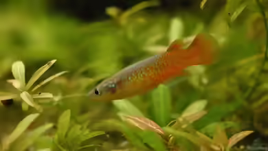 Pachypanchax: Madagassische Killifische für erfahrene Aquarianer
