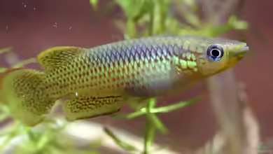 Pachypanchax playfairii im Aquarium halten