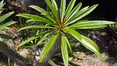 Pachypodium lamerei im Garten pflanzen
