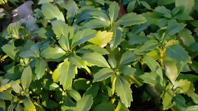 Pachysandra terminalis im Garten pflanzen