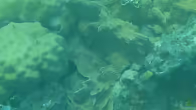 Pachyseris gemmae im Aquarium halten