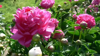 Paeonia lactiflora im Garten pflanzen