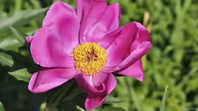 Paeonia officinalis im Garten pflanzen