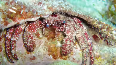 Paguristes puncticeps im Aquarium halten