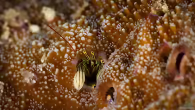 Paguritta gracilipes im Aquarium halten