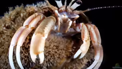 Pagurus acadianus im Aquarium halten