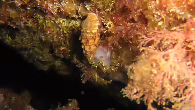 Pagurus anachoretus im Aquarium halten