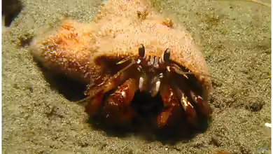 Pagurus armatus im Aquarium halten
